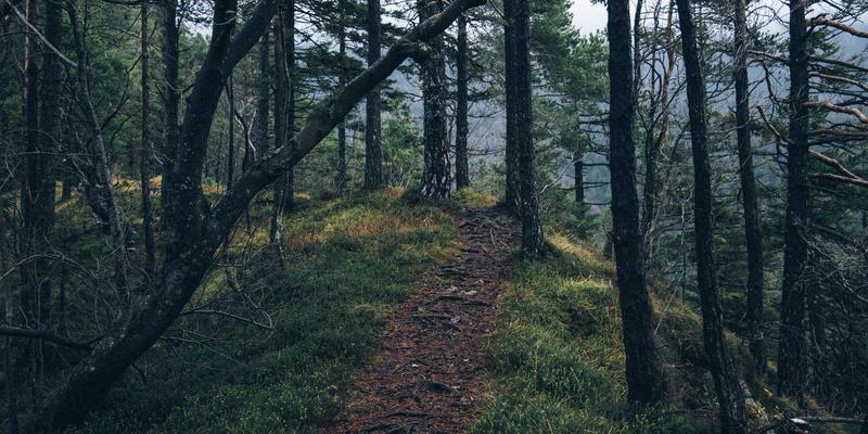 当信阳遇见赛博朋克:用未来视觉重铸“山水茶都”文化IP